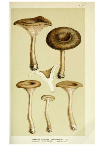 Reproducción/Reproduction 6055648909: Illustrations of British fungi (Hymenomycetes) London,Williams and Norgate,1881-91