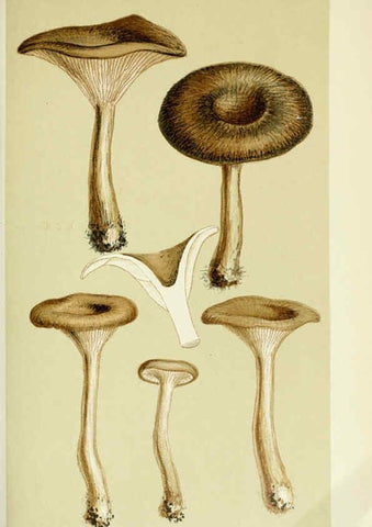 Reproducción/Reproduction 6055648909: Illustrations of British fungi (Hymenomycetes) London,Williams and Norgate,1881-91