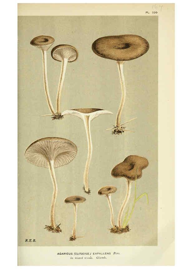 Reproducción/Reproduction 6055649213: Illustrations of British fungi (Hymenomycetes) London,Williams and Norgate,1881-91