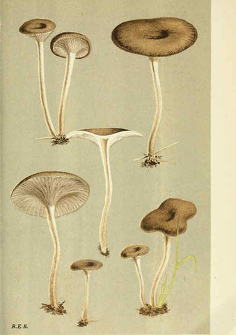 Reproducción/Reproduction 6055649213: Illustrations of British fungi (Hymenomycetes) London,Williams and Norgate,1881-91