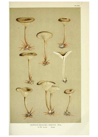 Reproducción/Reproduction 6055649509: Illustrations of British fungi (Hymenomycetes) London,Williams and Norgate,1881-91