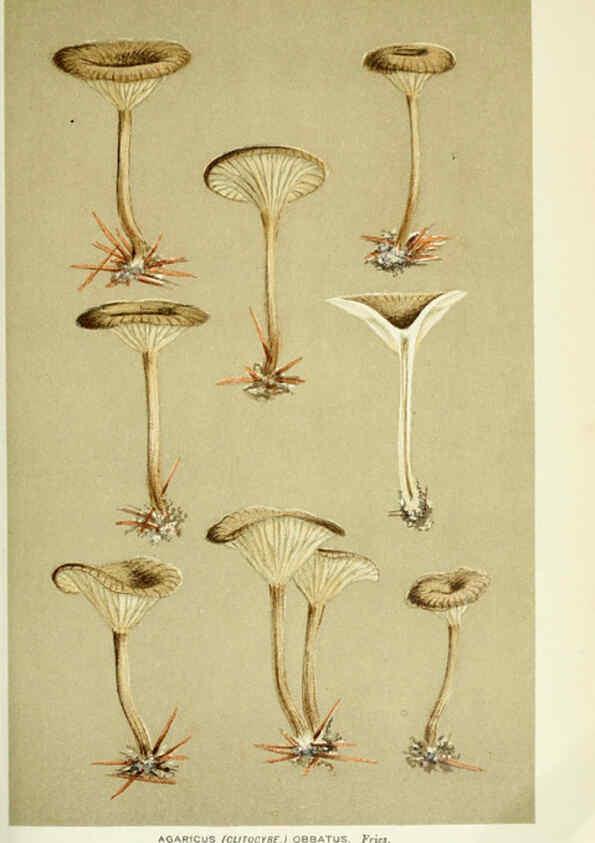 Reproducción/Reproduction 6055649509: Illustrations of British fungi (Hymenomycetes) London,Williams and Norgate,1881-91