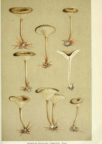 Reproducción/Reproduction 6055649509: Illustrations of British fungi (Hymenomycetes) London,Williams and Norgate,1881-91