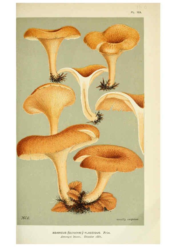 Reproducción/Reproduction 6056194204: Illustrations of British fungi (Hymenomycetes) London,Williams and Norgate,1881-91