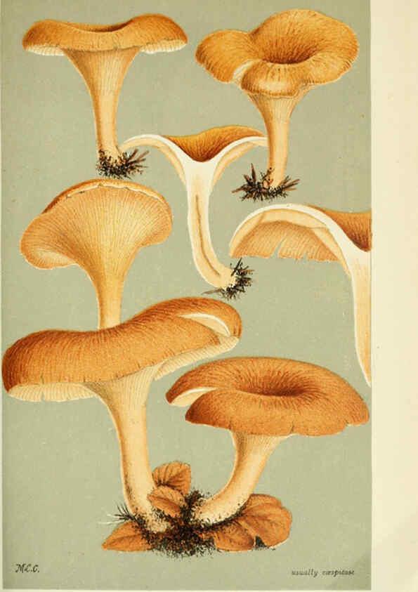 Reproducción/Reproduction 6056194204: Illustrations of British fungi (Hymenomycetes) London,Williams and Norgate,1881-91
