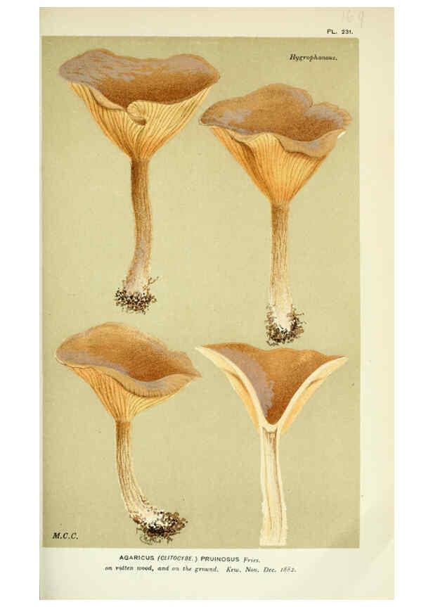 Reproducción/Reproduction 6056196740: Illustrations of British fungi (Hymenomycetes) London,Williams and Norgate,1881-91