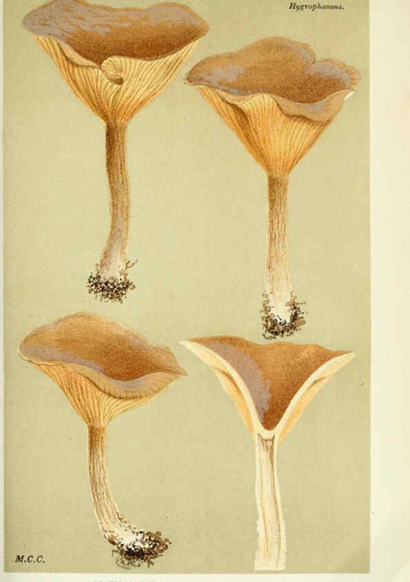 Reproducción/Reproduction 6056196740: Illustrations of British fungi (Hymenomycetes) London,Williams and Norgate,1881-91