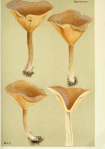 Reproducción/Reproduction 6056196740: Illustrations of British fungi (Hymenomycetes) London,Williams and Norgate,1881-91