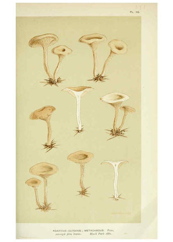 Reproducción/Reproduction 6056197258: Illustrations of British fungi (Hymenomycetes) London,Williams and Norgate,1881-91