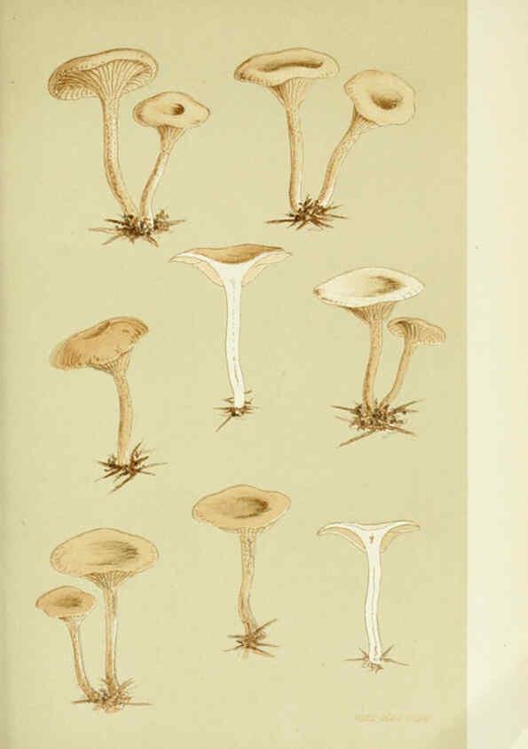 Reproducción/Reproduction 6056197258: Illustrations of British fungi (Hymenomycetes) London,Williams and Norgate,1881-91