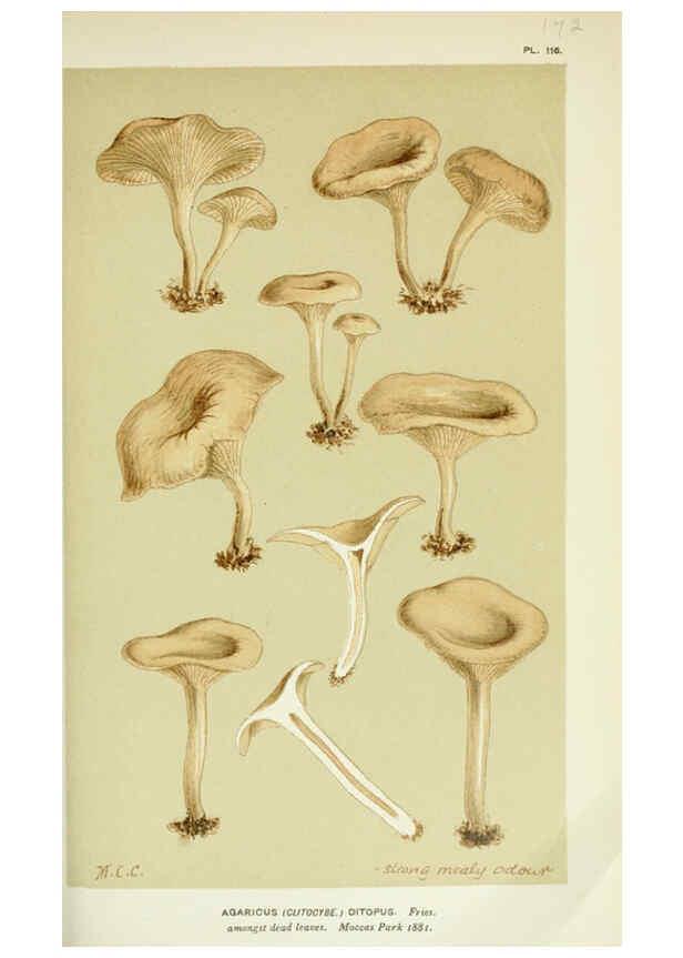 Reproducción/Reproduction 6055650493: Illustrations of British fungi (Hymenomycetes) London,Williams and Norgate,1881-91