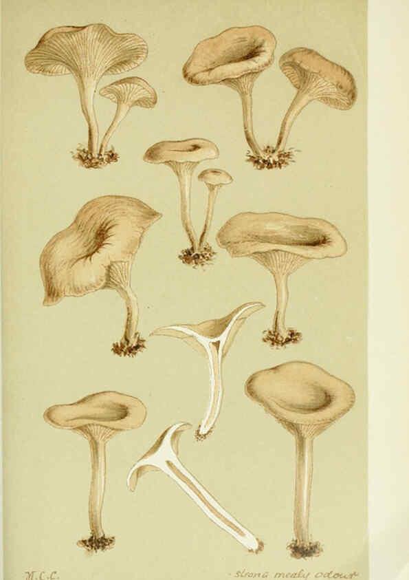 Reproducción/Reproduction 6055650493: Illustrations of British fungi (Hymenomycetes) London,Williams and Norgate,1881-91