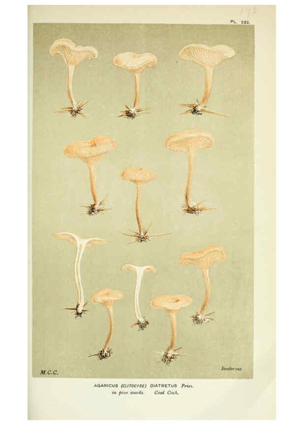 Reproducción/Reproduction 6056197850: Illustrations of British fungi (Hymenomycetes) London,Williams and Norgate,1881-91