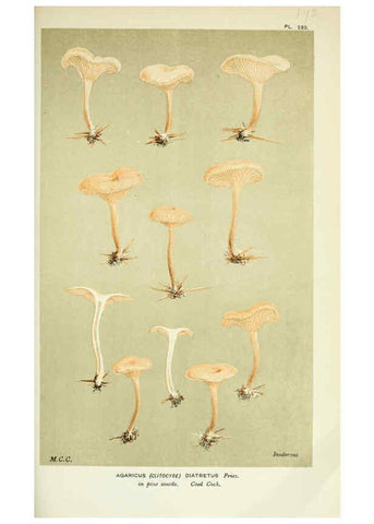 Reproducción/Reproduction 6056197850: Illustrations of British fungi (Hymenomycetes) London,Williams and Norgate,1881-91