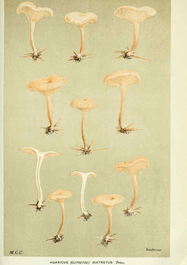 Reproducción/Reproduction 6056197850: Illustrations of British fungi (Hymenomycetes) London,Williams and Norgate,1881-91