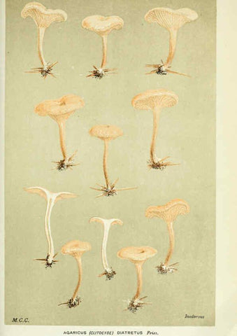 Reproducción/Reproduction 6056197850: Illustrations of British fungi (Hymenomycetes) London,Williams and Norgate,1881-91