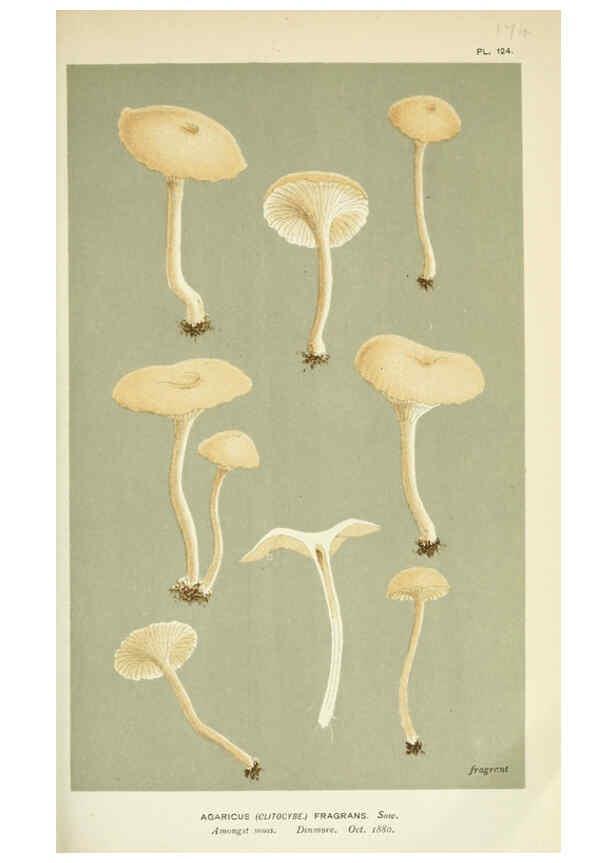 Reproducción/Reproduction 6056198050: Illustrations of British fungi (Hymenomycetes) London,Williams and Norgate,1881-91