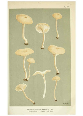 Reproducción/Reproduction 6056198050: Illustrations of British fungi (Hymenomycetes) London,Williams and Norgate,1881-91