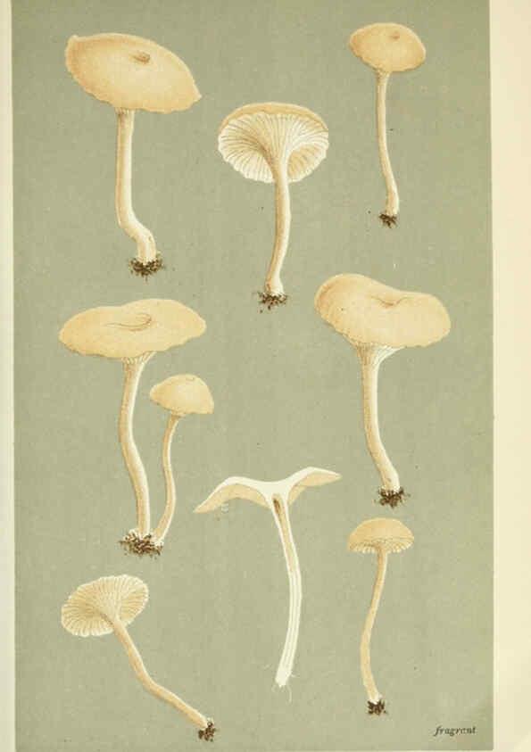 Reproducción/Reproduction 6056198050: Illustrations of British fungi (Hymenomycetes) London,Williams and Norgate,1881-91