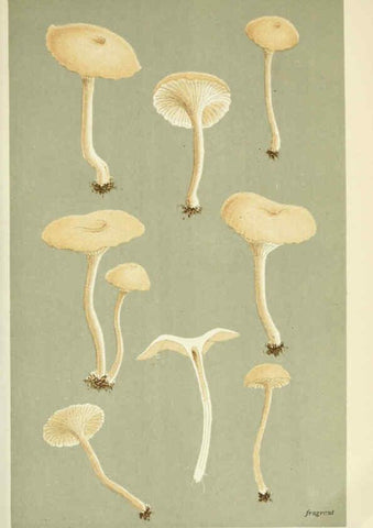 Reproducción/Reproduction 6056198050: Illustrations of British fungi (Hymenomycetes) London,Williams and Norgate,1881-91