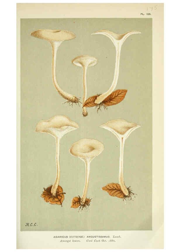 Reproducción/Reproduction 6055651309: Illustrations of British fungi (Hymenomycetes) London,Williams and Norgate,1881-91