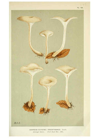 Reproducción/Reproduction 6055651309: Illustrations of British fungi (Hymenomycetes) London,Williams and Norgate,1881-91