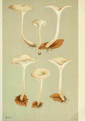 Reproducción/Reproduction 6055651309: Illustrations of British fungi (Hymenomycetes) London,Williams and Norgate,1881-91