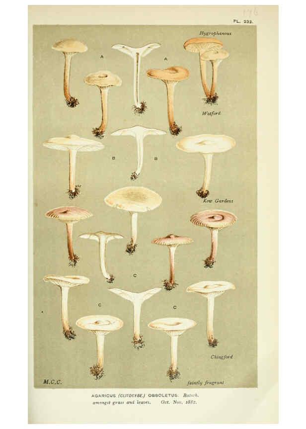 Reproducción/Reproduction 6055651641: Illustrations of British fungi (Hymenomycetes) London,Williams and Norgate,1881-91