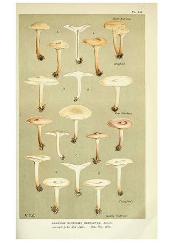 Reproducción/Reproduction 6055651641: Illustrations of British fungi (Hymenomycetes) London,Williams and Norgate,1881-91