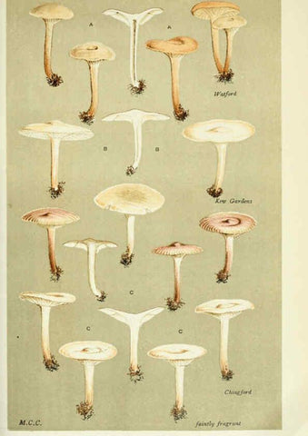 Reproducción/Reproduction 6055651641: Illustrations of British fungi (Hymenomycetes) London,Williams and Norgate,1881-91