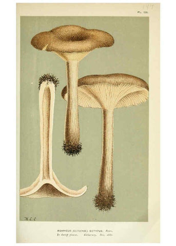 Reproducción/Reproduction 6056198778: Illustrations of British fungi (Hymenomycetes) London,Williams and Norgate,1881-91
