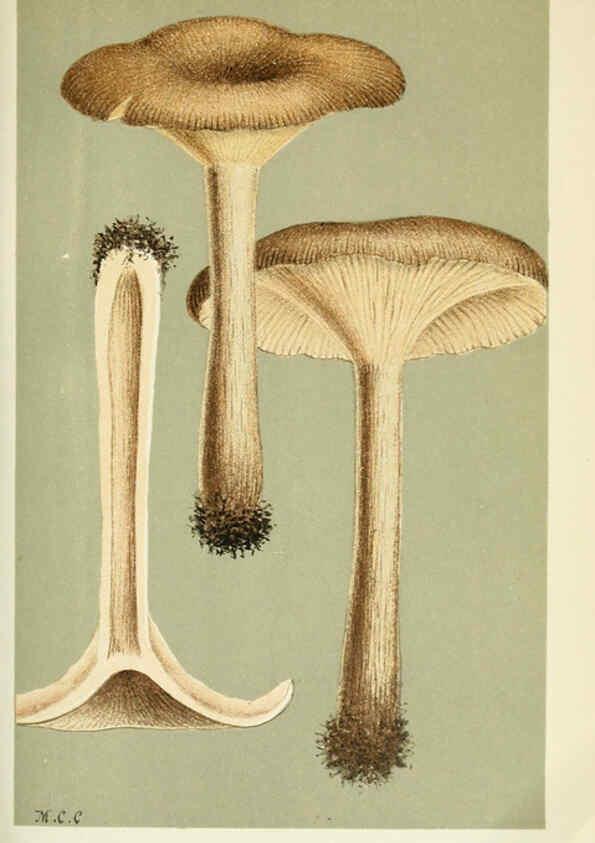 Reproducción/Reproduction 6056198778: Illustrations of British fungi (Hymenomycetes) London,Williams and Norgate,1881-91