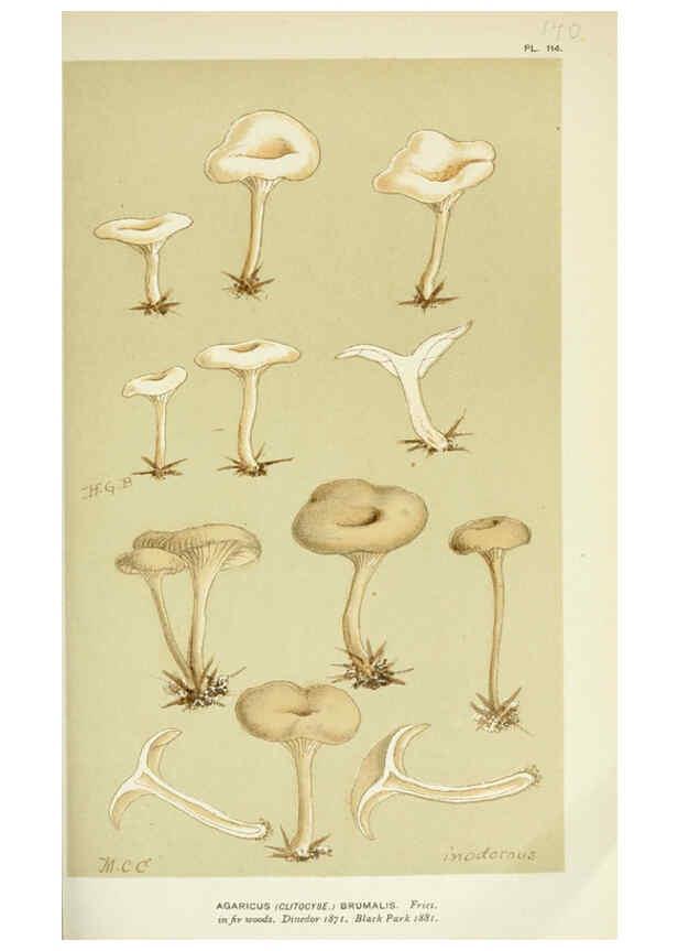 Reproducción/Reproduction 6055649945: Illustrations of British fungi (Hymenomycetes) London,Williams and Norgate,1881-91