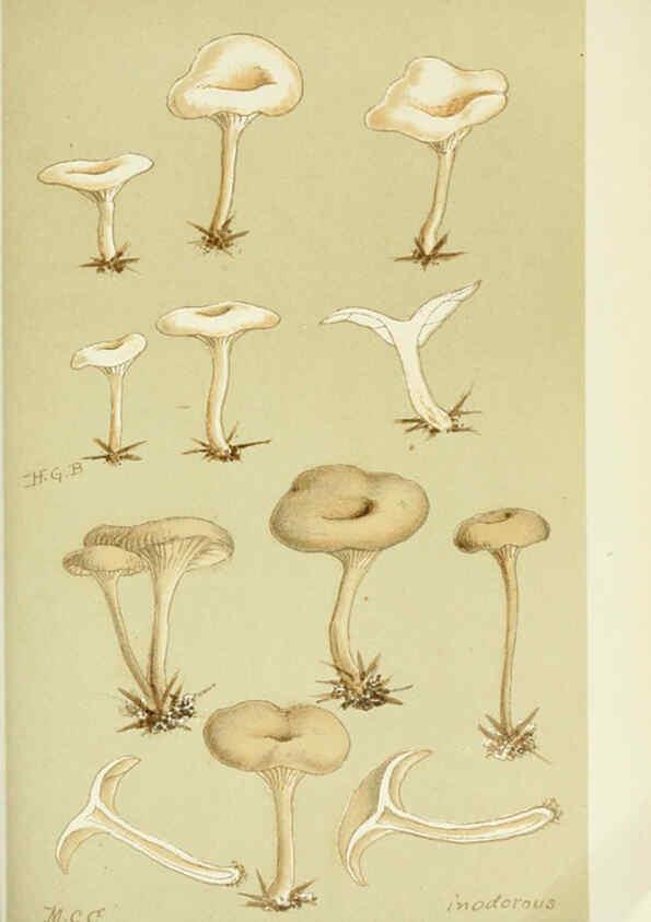 Reproducción/Reproduction 6055649945: Illustrations of British fungi (Hymenomycetes) London,Williams and Norgate,1881-91