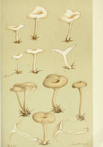 Reproducción/Reproduction 6055649945: Illustrations of British fungi (Hymenomycetes) London,Williams and Norgate,1881-91
