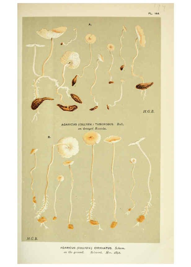 Reproducción/Reproduction 6055657403: Illustrations of British fungi (Hymenomycetes) London,Williams and Norgate,1881-91