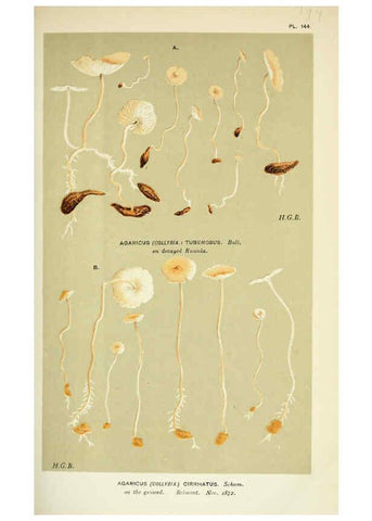 Reproducción/Reproduction 6055657403: Illustrations of British fungi (Hymenomycetes) London,Williams and Norgate,1881-91