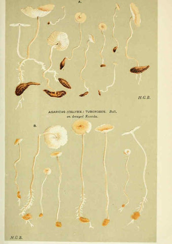 Reproducción/Reproduction 6055657403: Illustrations of British fungi (Hymenomycetes) London,Williams and Norgate,1881-91