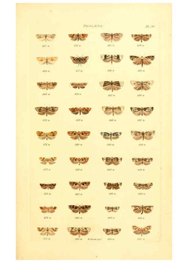 Reproducción/Reproduction 6056141288: Index entomologicus London :William Wood,1839
