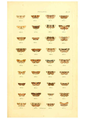 Reproducción/Reproduction 6056141288: Index entomologicus London :William Wood,1839