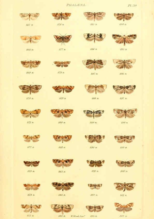 Reproducción/Reproduction 6056141288: Index entomologicus London :William Wood,1839