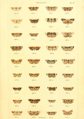 Reproducción/Reproduction 6056141288: Index entomologicus London :William Wood,1839