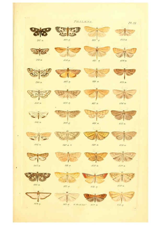 Reproducción/Reproduction 6055594387: Index entomologicus London :William Wood,1839