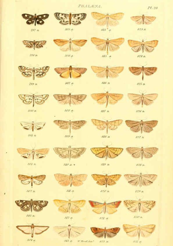 Reproducción/Reproduction 6055594387: Index entomologicus London :William Wood,1839