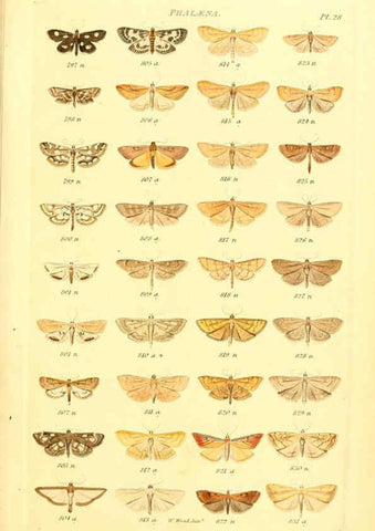 Reproducción/Reproduction 6055594387: Index entomologicus London :William Wood,1839