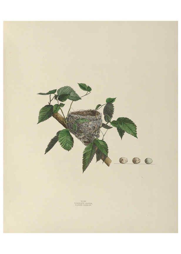 Reproducción/Reproduction 6055536963: Illustrations of the nests and eggs of birds of Ohio. v.1. Circleville, Ohio, U.S.A. :[s.n.],1886 