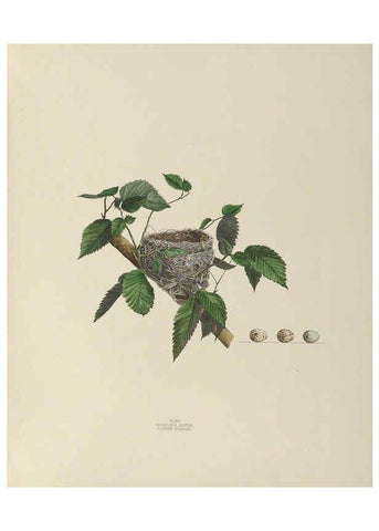Reproducción/Reproduction 6055536963: Illustrations of the nests and eggs of birds of Ohio. v.1. Circleville, Ohio, U.S.A. :[s.n.],1886 
