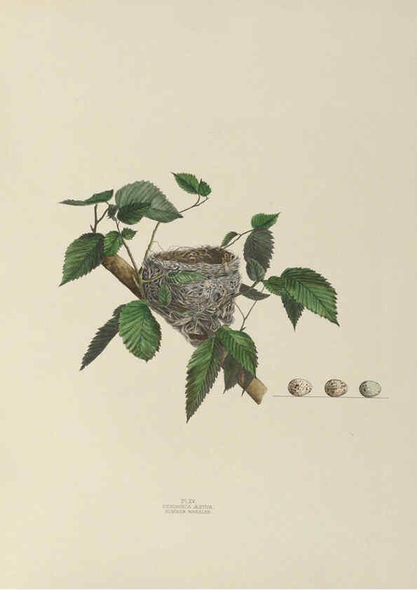 Reproducción/Reproduction 6055536963: Illustrations of the nests and eggs of birds of Ohio. v.1. Circleville, Ohio, U.S.A. :[s.n.],1886 