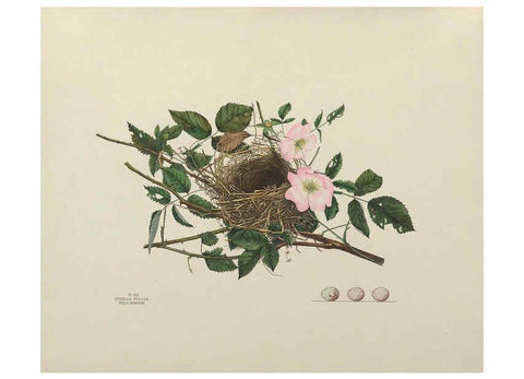Reproducción/Reproduction 6056084140: Illustrations of the nests and eggs of birds of Ohio. v.1. Circleville, Ohio, U.S.A. :[s.n.],1886 