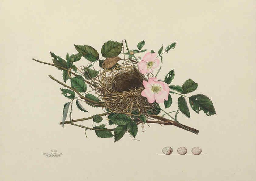 Reproducción/Reproduction 6056084140: Illustrations of the nests and eggs of birds of Ohio. v.1. Circleville, Ohio, U.S.A. :[s.n.],1886 